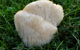 In the Jungle of Brain Health: Lion's Mane Leads the Pack